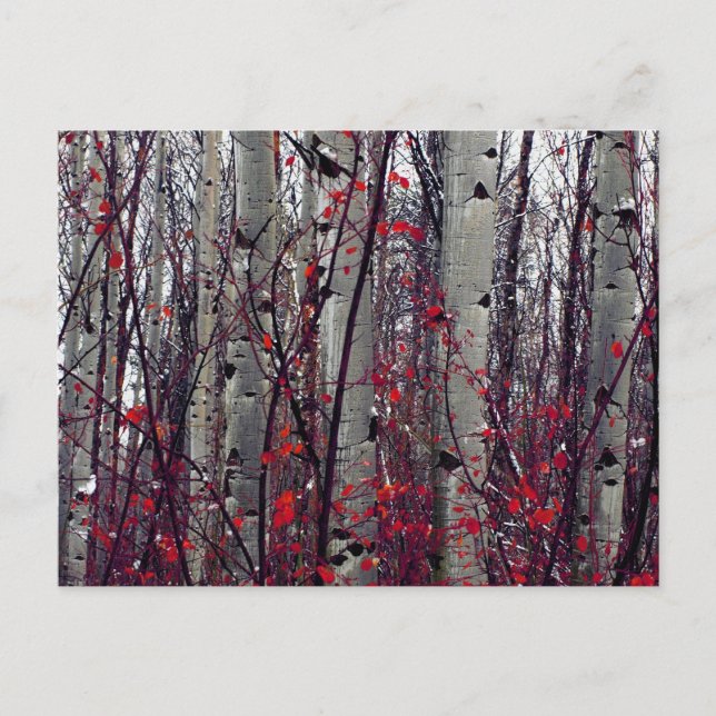 Autumnal Aspens Postkarte (Vorderseite)