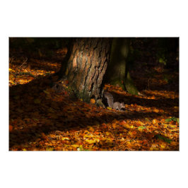 Autumnal-Waldszene mit Baum und Eichhörnchen Poster