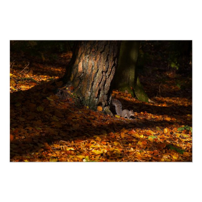 Autumnal-Waldszene mit Baum und Eichhörnchen Poster (Vorderseite)