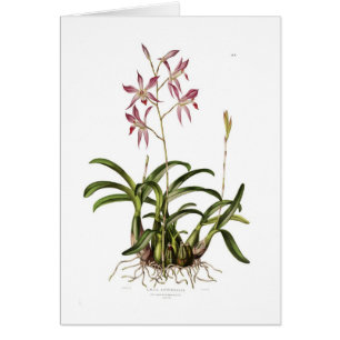 Autumnalis de Laelia