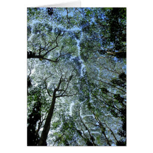 Auvent hawaïen de forêt tropicale