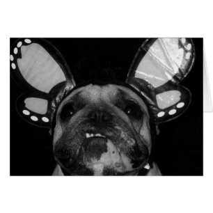 Ava Schmetterlings-Karten