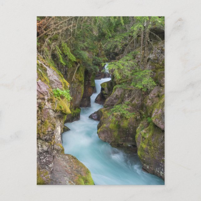 Avalanche Creek, Glacier National Park, Montana Postkarte (Vorderseite)