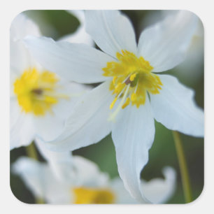 Avalanche Lilies im Paradise Park Quadratischer Aufkleber