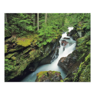 Avalanche-Schlucht im Glacier-Nationalpark in Fotodruck