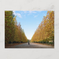 Avenue of Flugzeug Trees: Tokio