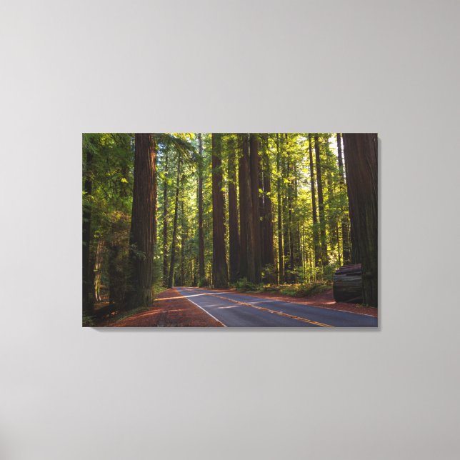 Avenue of Giant Redwood California Leinwanddruck (Vorderseite)