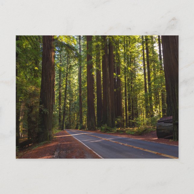 Avenue of Giant Redwood California Postkarte (Vorderseite)