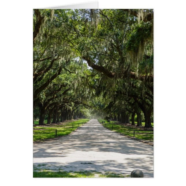 Avenue of Oaks (Vorne)