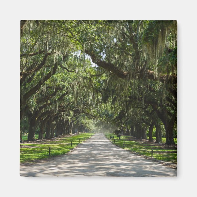 Avenue of Oaks Magnet (Vorne)