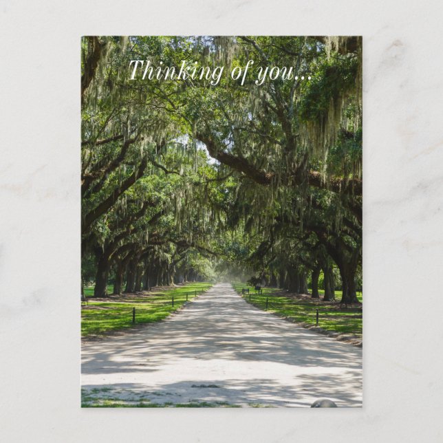 Avenue of Oaks Postkarte (Vorderseite)