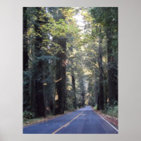 Avenue of the Giants - Humboldt Redwoods Staat Par