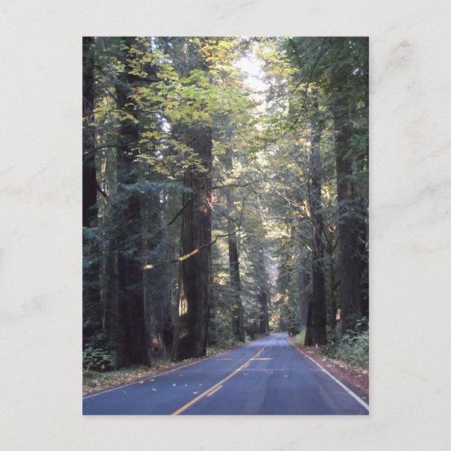 Avenue of the Giants - Humboldt Redwoods Staat Par Postkarte (Vorderseite)