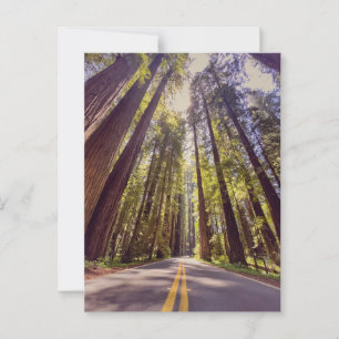 Avenue of the Giants Redwood Forest Postkarte