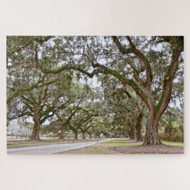 Avenue of the Oaks, South Carolina (Horizontal)