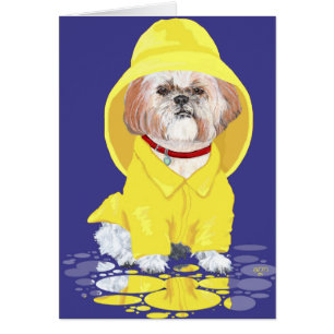 Averses d'avril de Shih Tzu