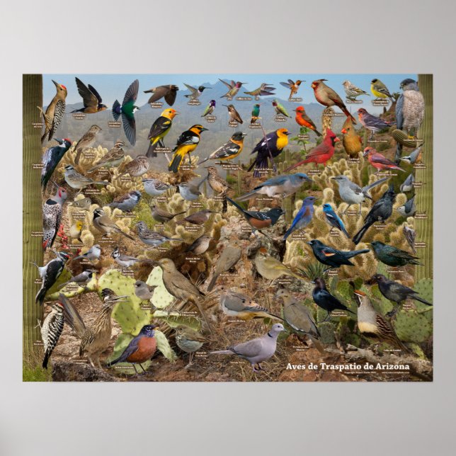 Aves de Traspatio de Arizona ID Poster (Vorne)