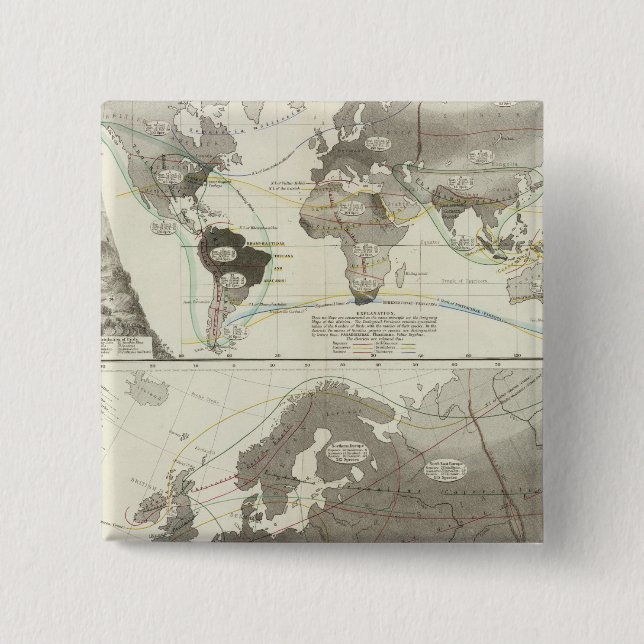 Aves, Vögel Button (Vorderseite)