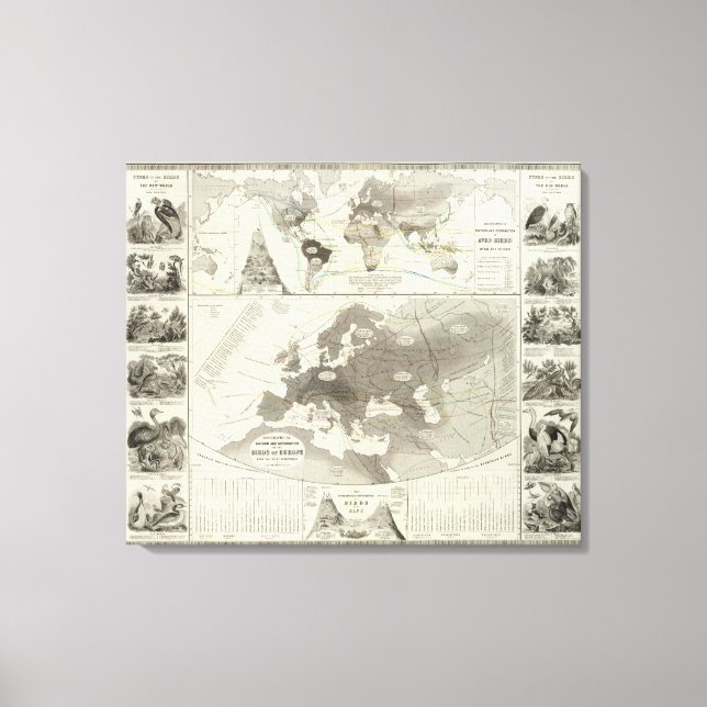 Aves, Vögel Leinwanddruck (Vorderseite)