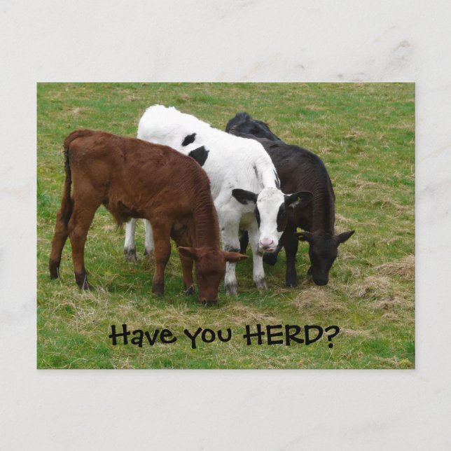 Avez-vous HERD ? Carte postale Trois Vaches (Devant)