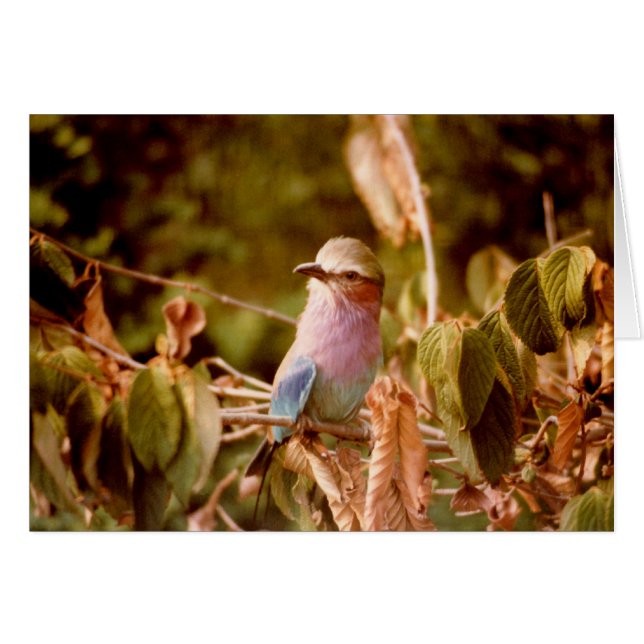 Aviaire (Devant horizontal)