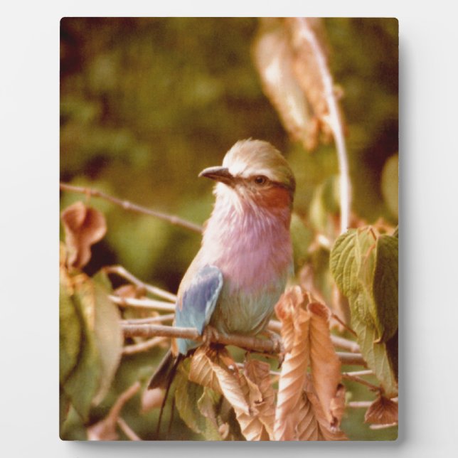 Aviär Fotoplatte (Vorderseite)