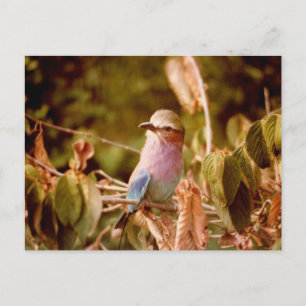 Aviär Postkarte
