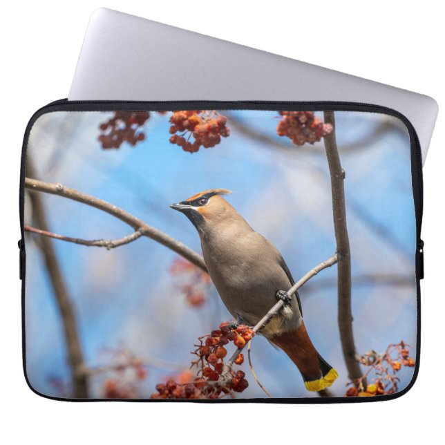 Aviäre Fotografie, Bohemisches Waxwing Laptopschutzhülle (Vorderseite)