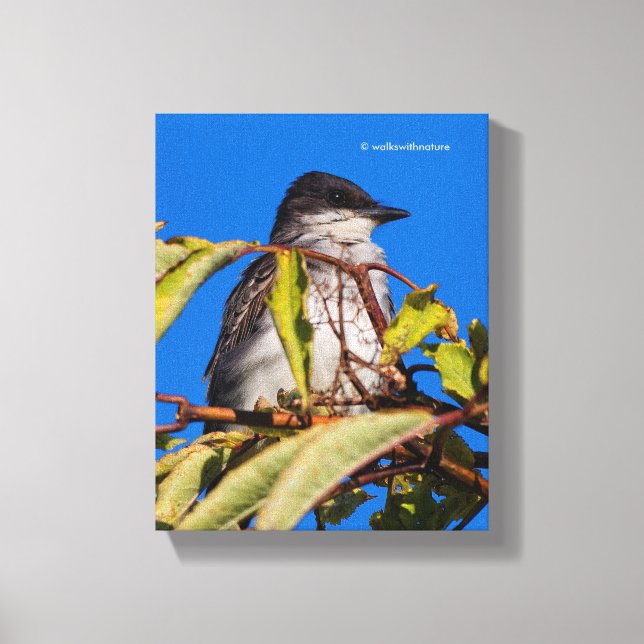 Aviäre Lizenzrechte: Eastern Kingbird Leinwanddruck (Vorderseite)