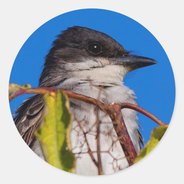 Aviäre Lizenzrechte: Eastern Kingbird Runder Aufkleber (Vorderseite)