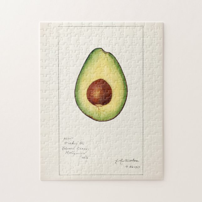 Avocado (Permea) Fruchtfarben (Vertikal)