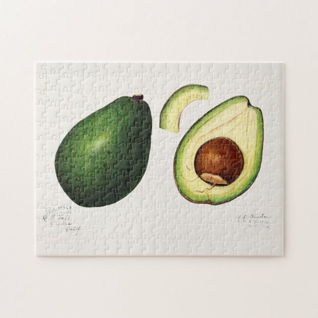 Avocado (Permea) Fruchtfarben (Horizontal)