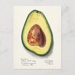 Avocado (Persa) Frucht Aquarellmalerei Postkarte