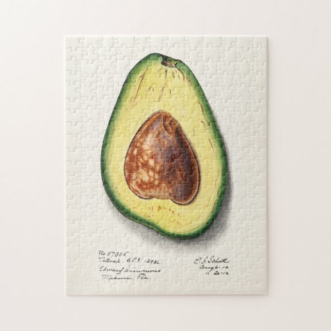Avocado (Persa) Fruchtfarben (Vertikal)