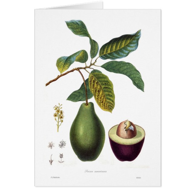Avocado (Persea Americana) (Vorne)