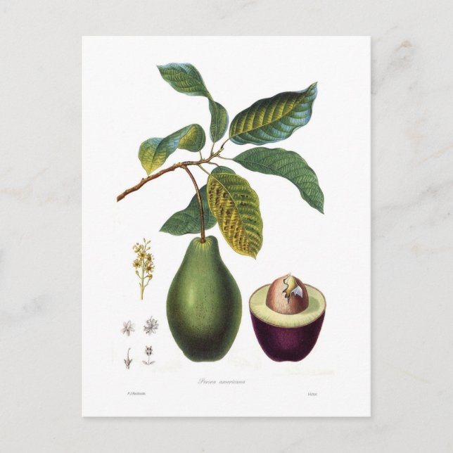 Avocado (Persea americana) Postkarte (Vorderseite)