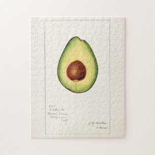 Avocado (Persea) Frucht Aquarellmalerei