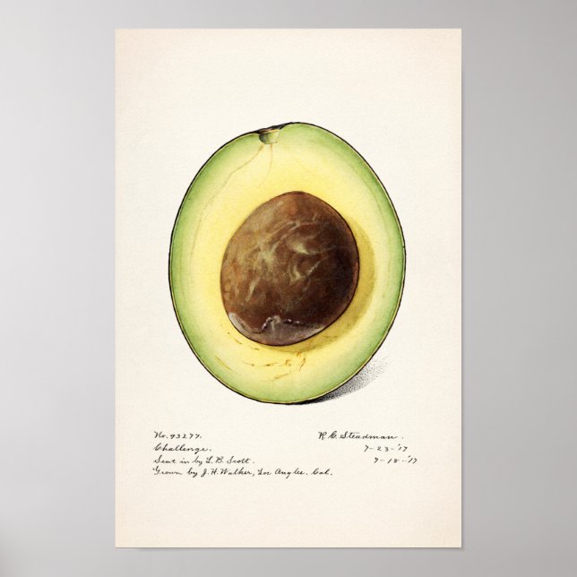 Avocado (Persea) Fruit Watercolor Painting Poster (Vorne)