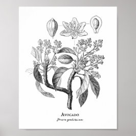 Avocado Vintag Botanische Illustration Poster