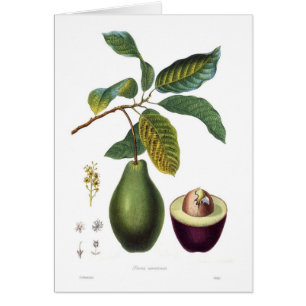 Avocat (Persea americana)