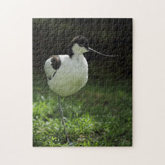 Avocet