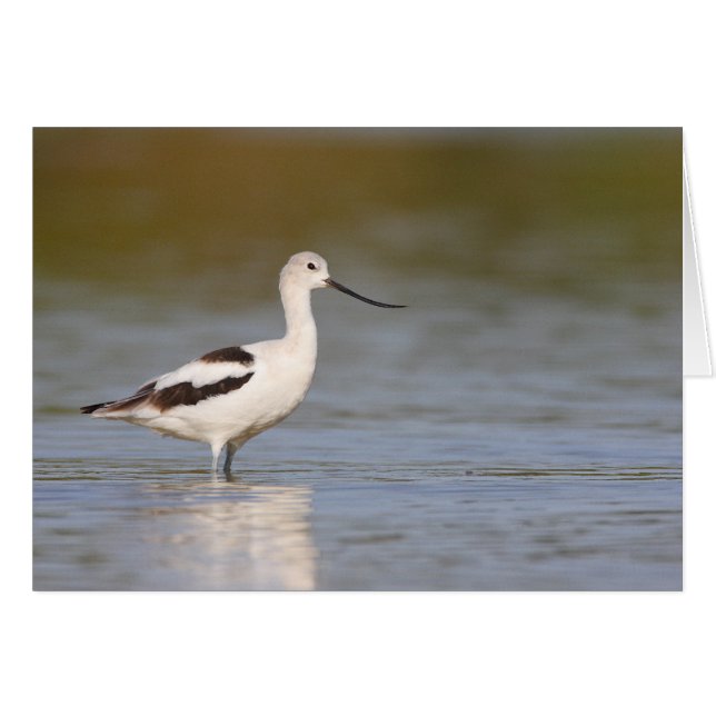 Avocet américain blanc (Devant horizontal)