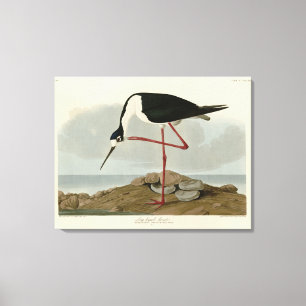 Avocet aus Audubons Vögeln von Amerika Leinwanddruck
