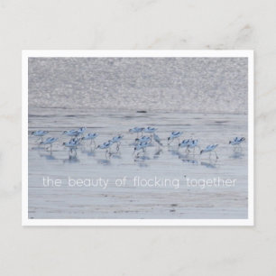 Avocet Beauty Feiertagspostkarte