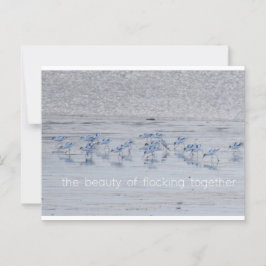 Avocet Beauty Postkarte
