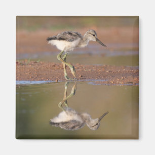 Avocet chick magnet