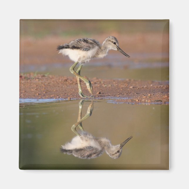 Avocet chick magnet (Vorne)