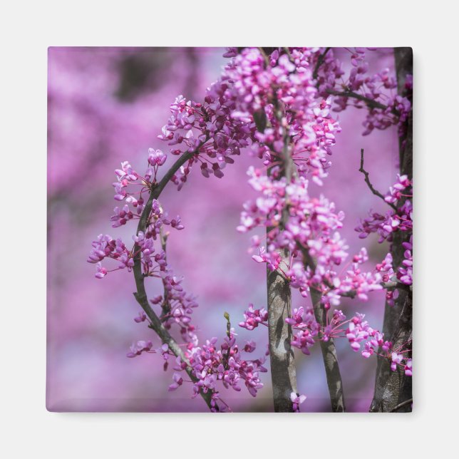 Avondale Redbud Art Magnet (Vorne)