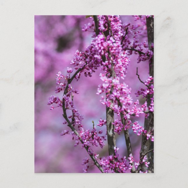 Avondale Redbud Art Postkarte (Vorderseite)