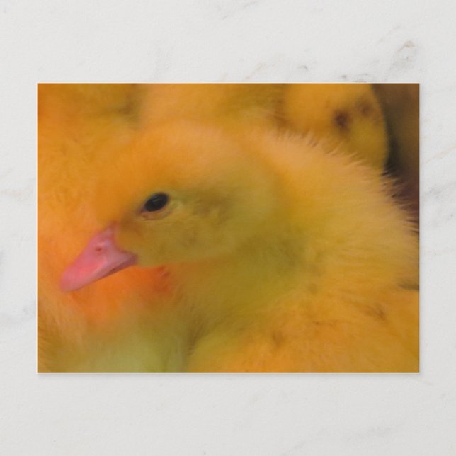 Awakned Duckling Postkarte (Vorderseite)